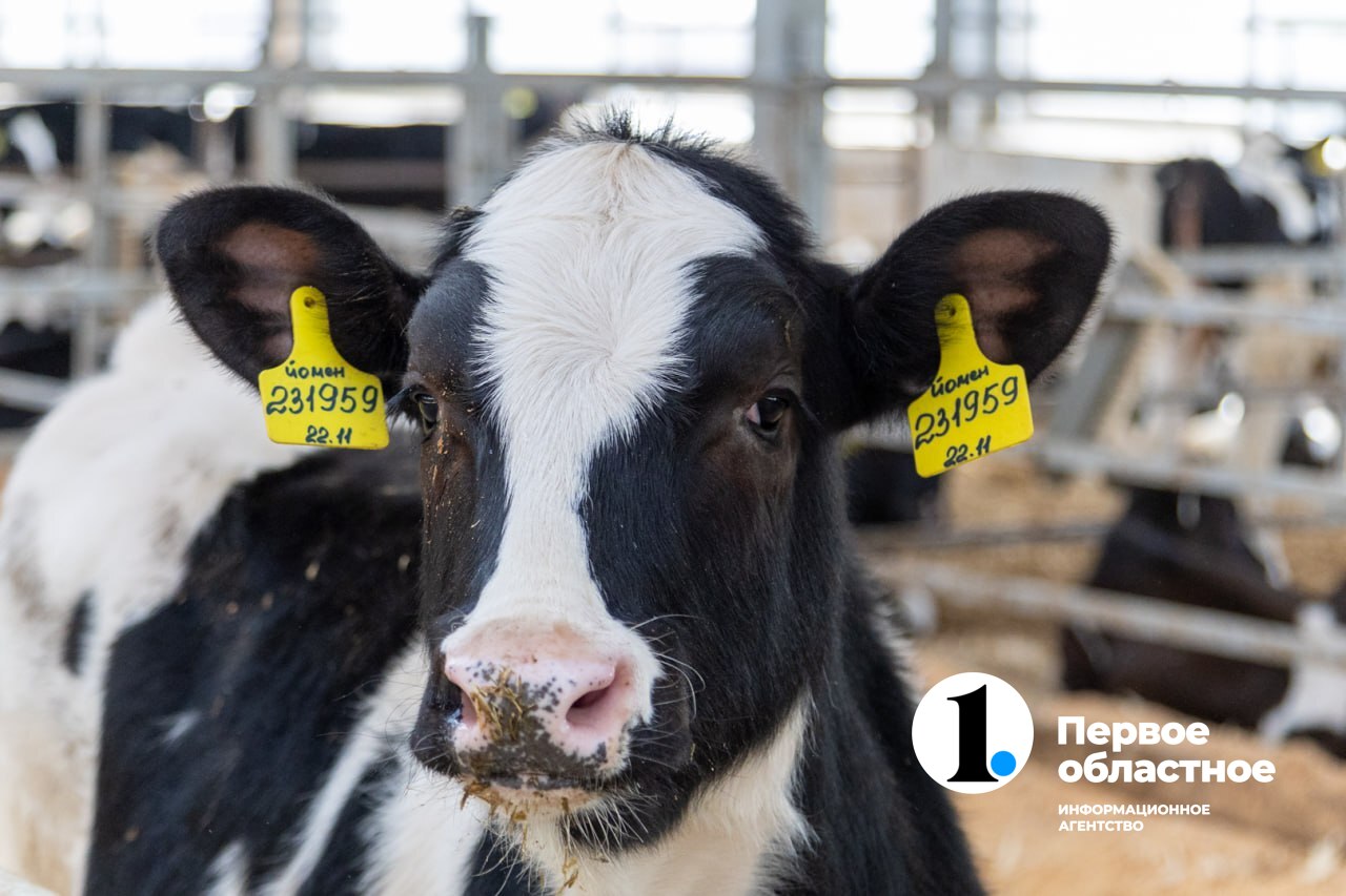 коелга 4 (1).jpg