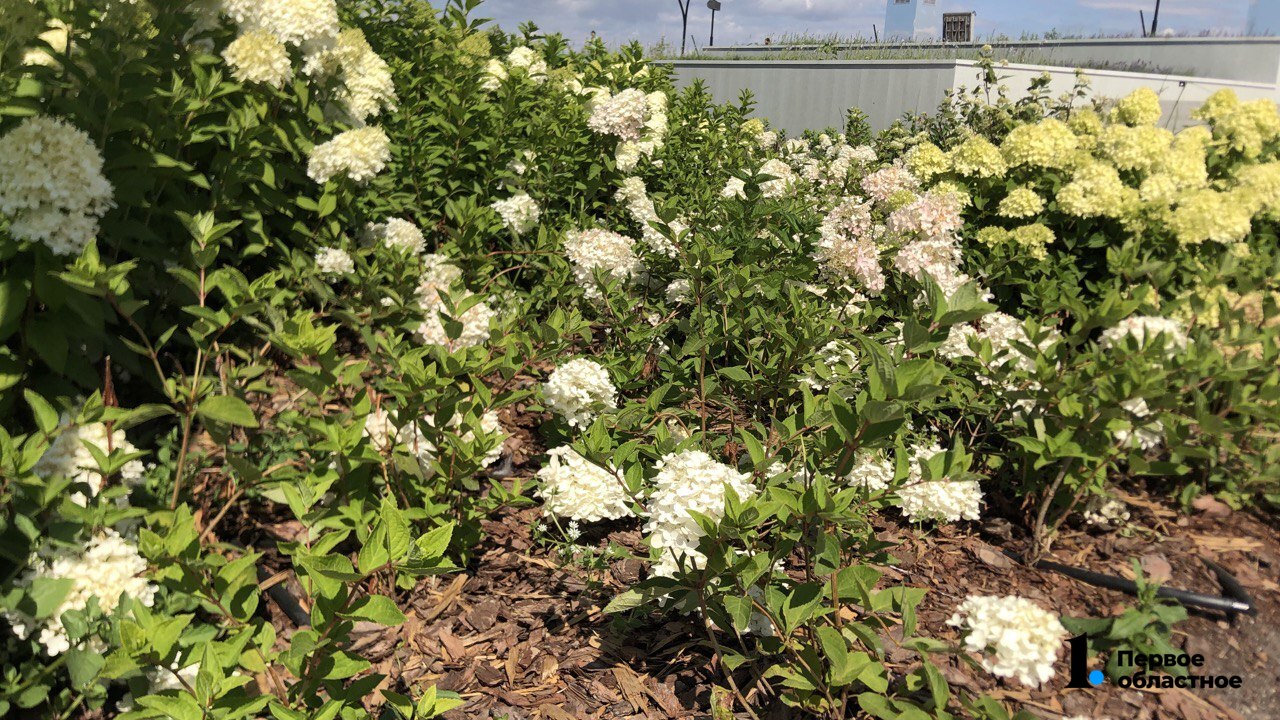 photo_2022-08-18_20-00-04 (1) (1).jpg photo_2022-08-18_20-00-04 (1) (1).jpg