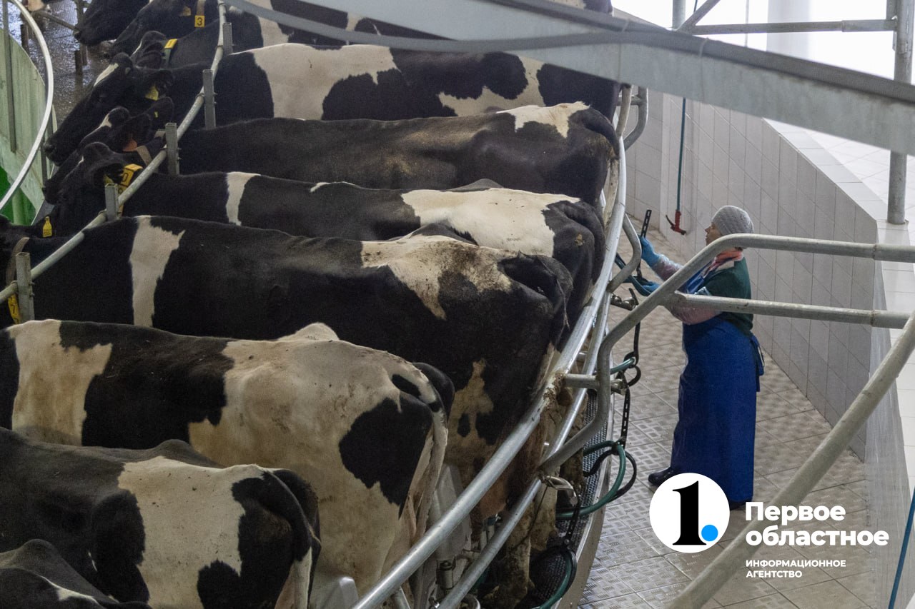 коелга 6 (1).jpg