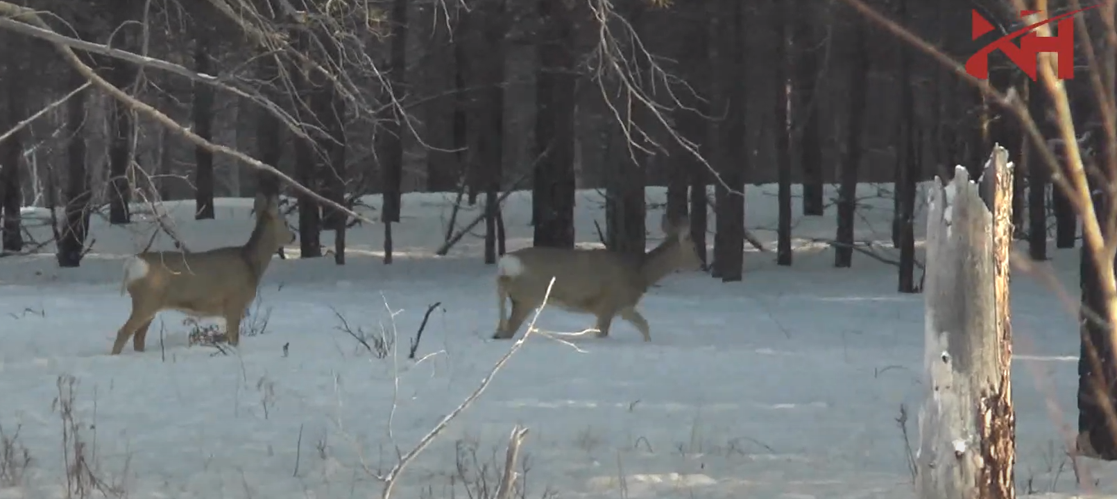 Безымянный (10).png