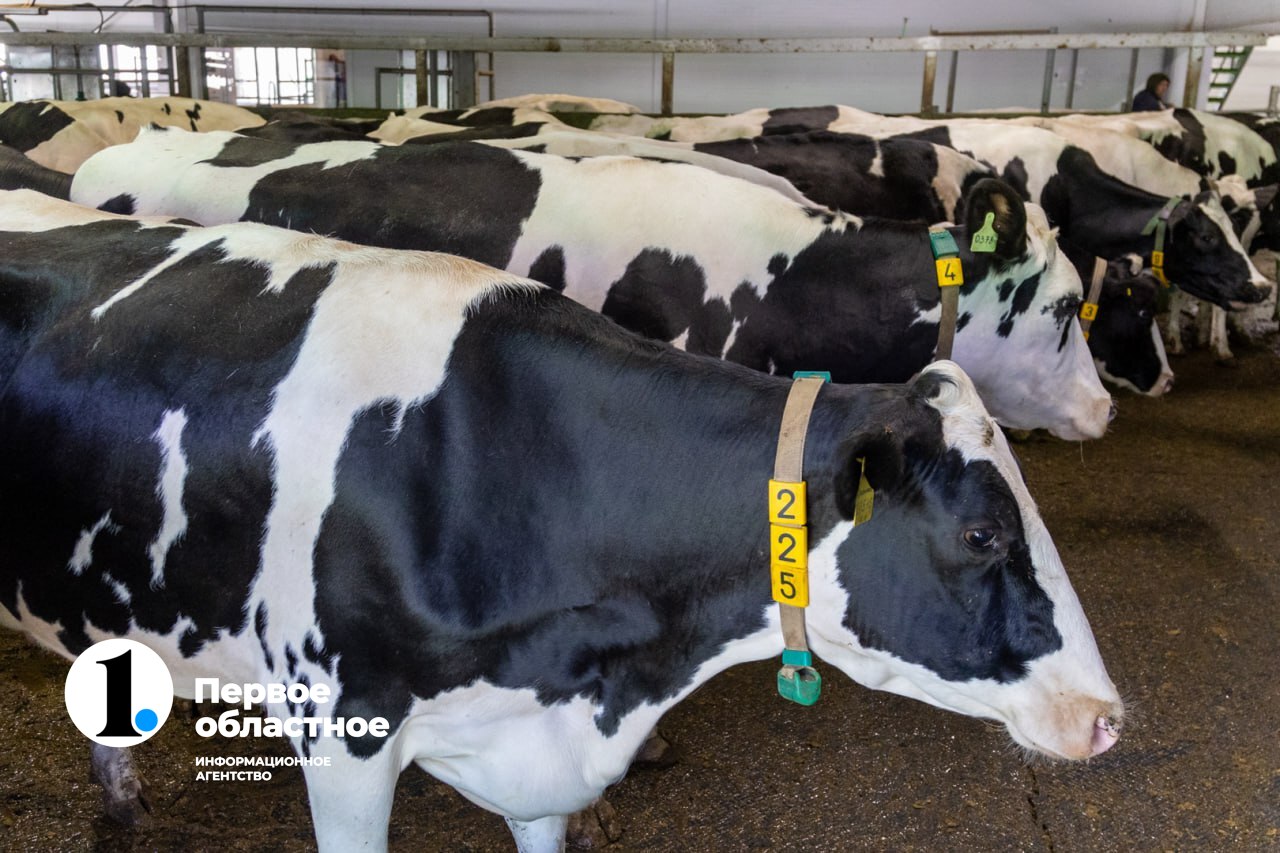 коелга (1).jpg