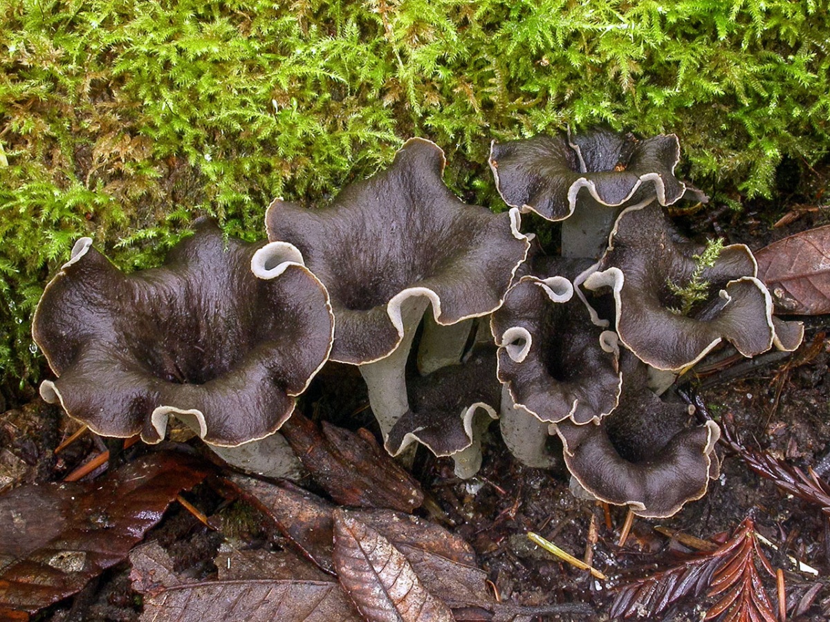 Craterellus-cornucopioides_01.jpg