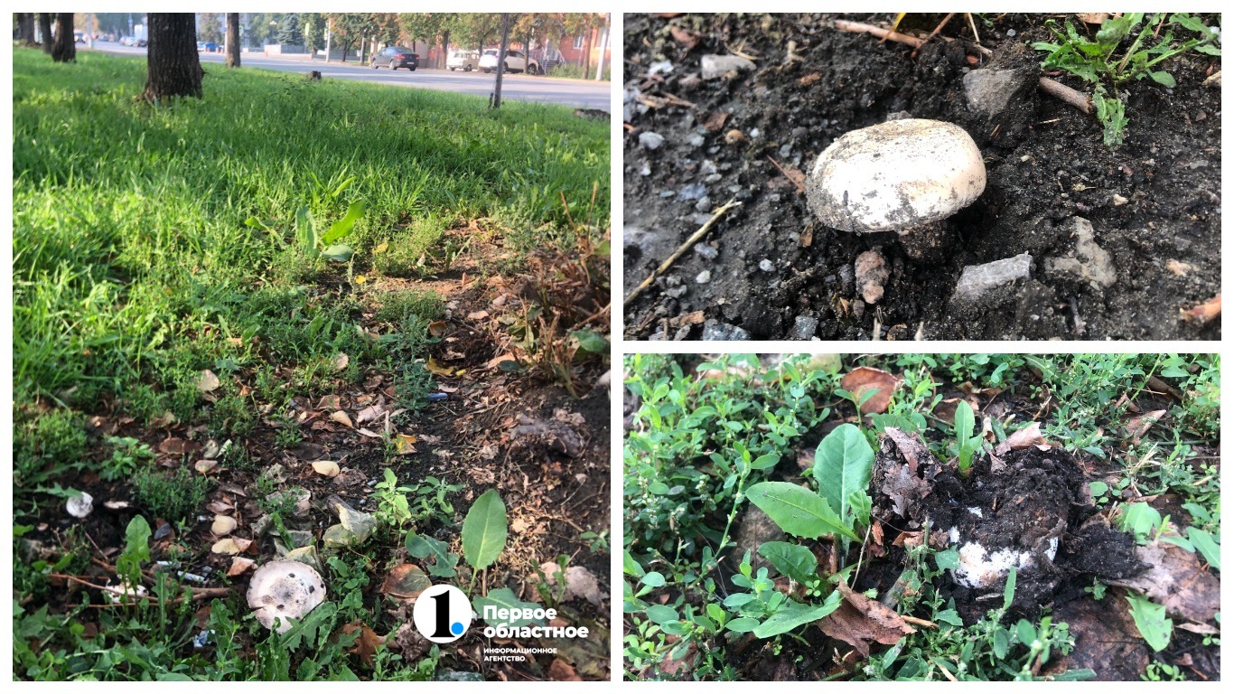 Грибы которые нельзя собирать. Какие грибы нельзя собирать 2023. Какие грибы нельзя собирать 2023. Какие грибы нельзя собирать. Грибы татарстанского леса.