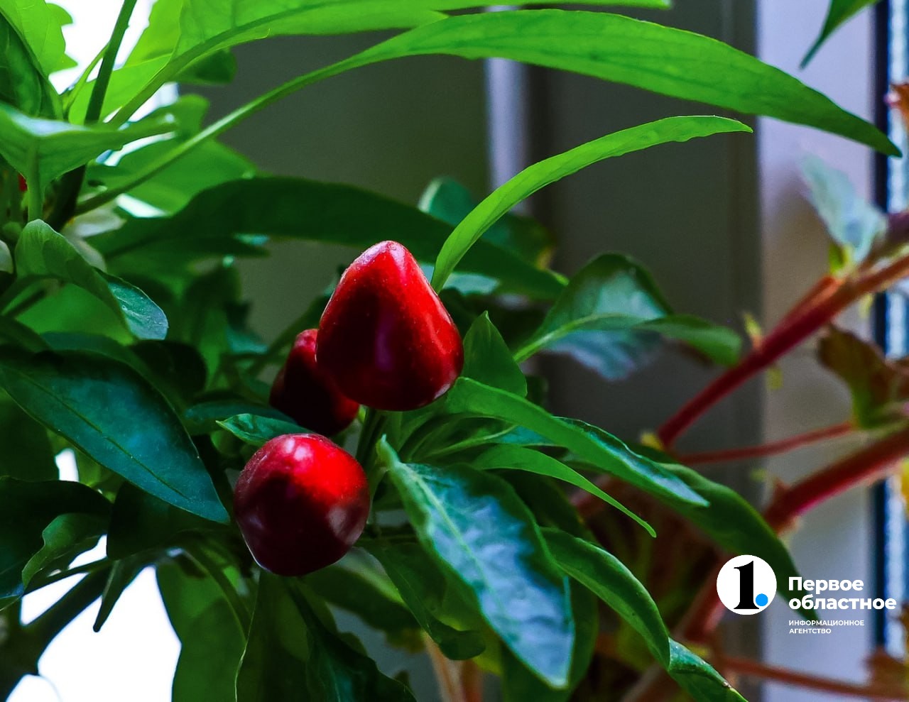 photo_2024-05-22_12-25-25 (3).jpg