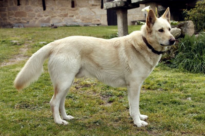 характеристики собаки породы кан де паллейро