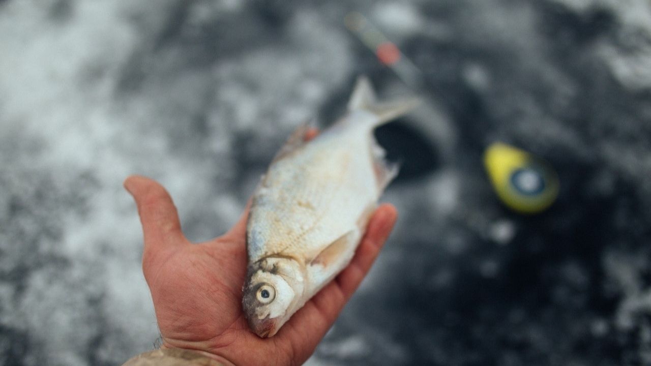 Дизайн без названия - 2022-01-21T171504.891.jpg