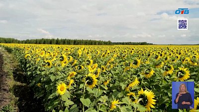 На Южном Урале стартует уборка подсолнуха