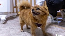 Челябинцы на время отпуска отправляют своих животных в специальные гостиницы