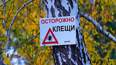 В Башкирии в 2025 году на 18% выросло число обращений из‑за укусов клещей