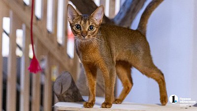 Челябинцы на время отпуска отправляют своих животных в специальные гостиницы