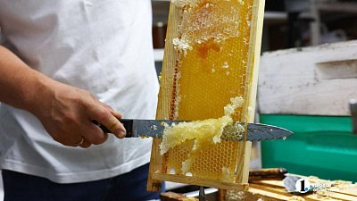 Челябинский пчеловод назвал главную помеху хорошему медосбору в 2025 году