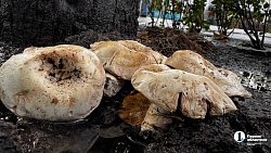 На главной пешеходной улице Челябинска «пошли» грибы