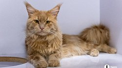 Челябинцы на время отпуска отправляют своих животных в специальные гостиницы