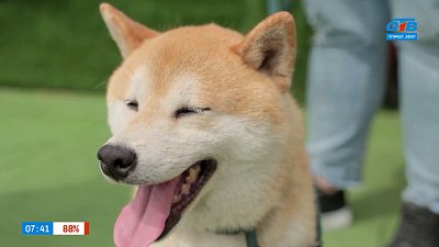 Сиба-ину в рубрике «Усы, лапы и хвост»