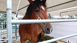 В Челябинске на «Агро» представили продуктовое изобилие региона