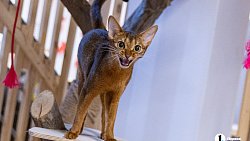 Челябинцы на время отпуска отправляют своих животных в специальные гостиницы