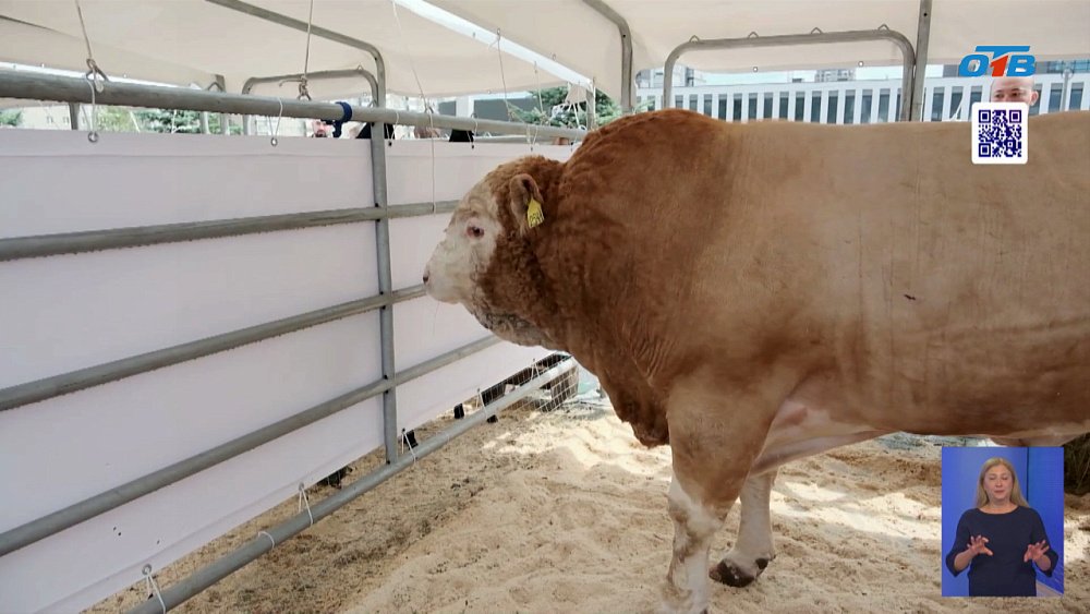 В Челябинске стартовала выставка «АГРО-2025»