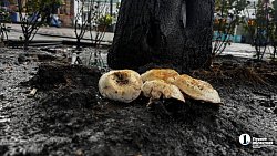 На главной пешеходной улице Челябинска «пошли» грибы