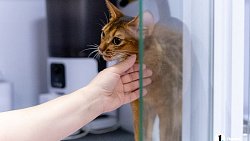 Челябинцы на время отпуска отправляют своих животных в специальные гостиницы