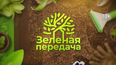 В «Зеленой передаче» расскажут про злаки в городском озеленении