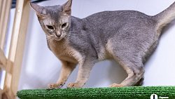 Челябинцы на время отпуска отправляют своих животных в специальные гостиницы