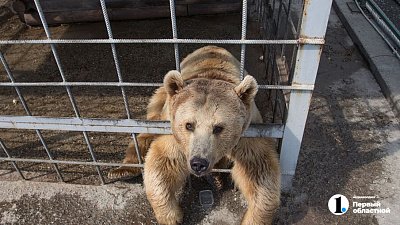 На базе отдыха под Магнитогорском медведь ютится в узкой клетке без еды и воды