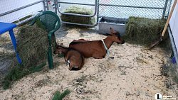 В Челябинске на «Агро» представили продуктовое изобилие региона