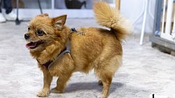 Челябинцы на время отпуска отправляют своих животных в специальные гостиницы