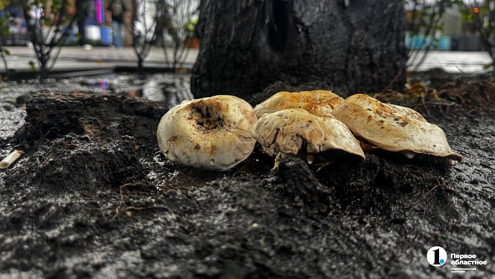 На главной пешеходной улице Челябинска «пошли» грибы